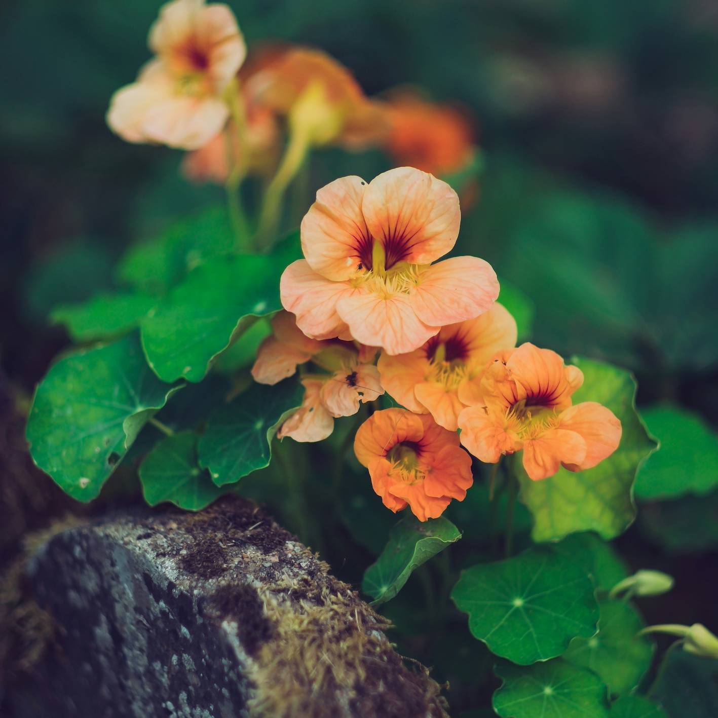 Orangene Blumen wachsen über Grabstein hinaus