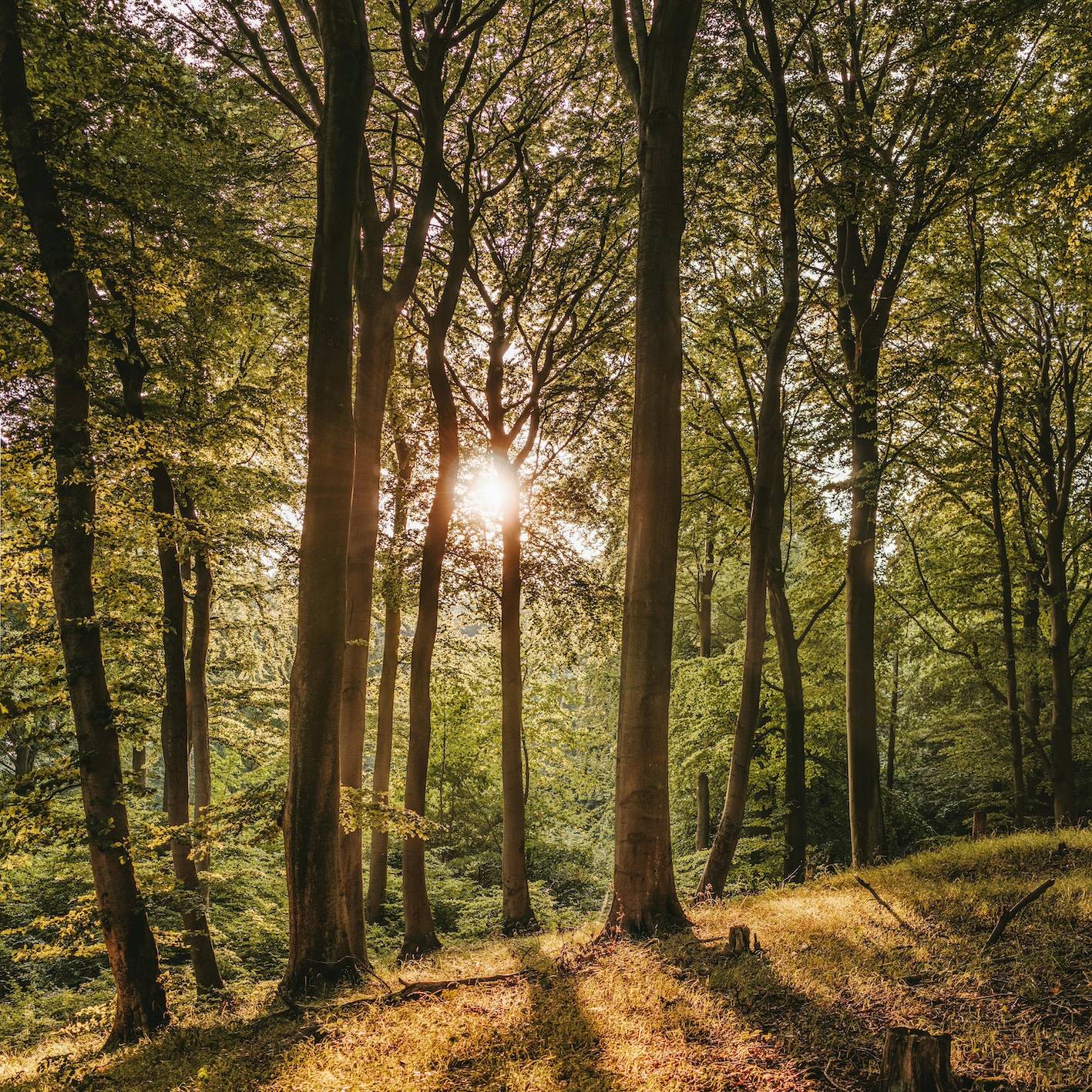 Sonne scheint durch einen Wald